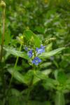 Veronica beccabunga