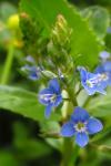 Veronica beccabunga