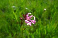 Lychnis flos-cuculi