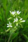 Cerastium fontanum