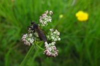 Daucus carota