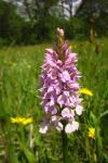 Dactylorhiza maculata