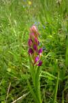 Anacamptis laxiflora