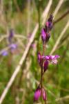 Polygala vulgaris
