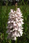 Dactylorhiza maculata