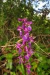 Orchis mascula