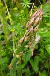 Asparagus officinalis