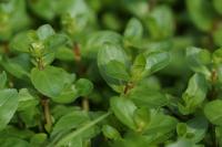 Veronica beccabunga
