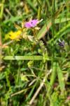 Geranium pusillum