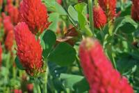 Trifolium incarnatum
