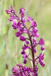 Anacamptis laxiflora