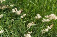 Filipendula vulgaris
