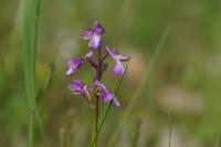 Anacamptis morio