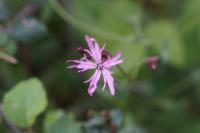 Lychnis flos-cuculi