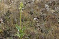 Platanthera chlorantha