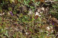 Polygala vulgaris