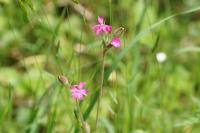 Silene dioica
