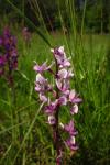 Anacamptis laxiflora