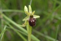 Ophrys aranifera