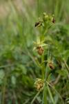 Ophrys aranifera