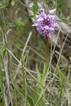 Orchis simia