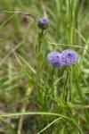 Globularia bisnagarica