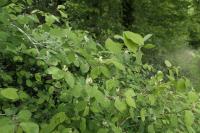 Lonicera xylosteum