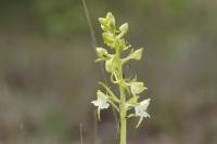 Platanthera chlorantha