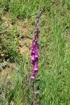 Digitalis purpurea