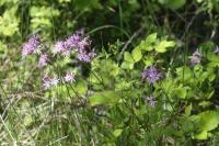Lychnis flos-cuculi