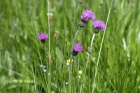 Cirsium dissectum