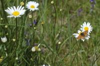 Leucanthemum vulgare