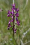 Anacamptis laxiflora