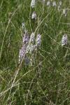 Dactylorhiza maculata