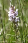 Dactylorhiza maculata