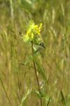 Rhinanthus minor