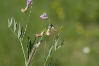 Lathyrus linifolius