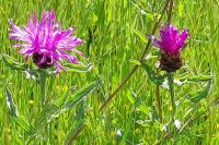 Centaurea jacea