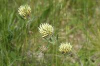 Trifolium ochroleucon