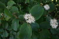 Cornus sanguinea