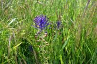 Muscari comosum