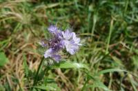 Phacelia tanacetifolia