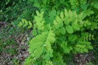Robinia pseudoacacia