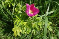 Rosa rugosa