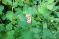 Symphoricarpos albus