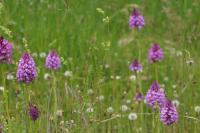 Anacamptis pyramidalis