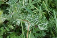 Silybum marianum