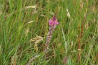 Onobrychis viciifolia
