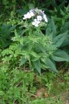 Hesperis matronalis