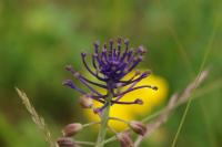 Muscari comosum